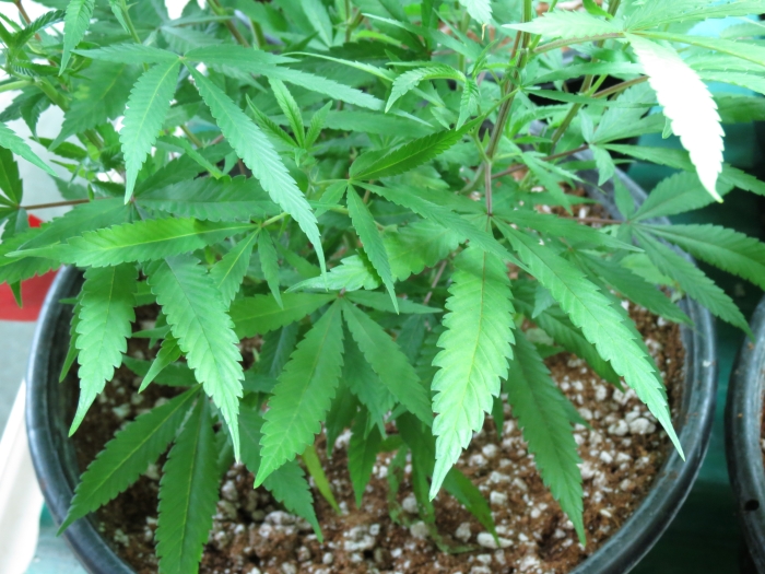 marijuana-plant-Colorado